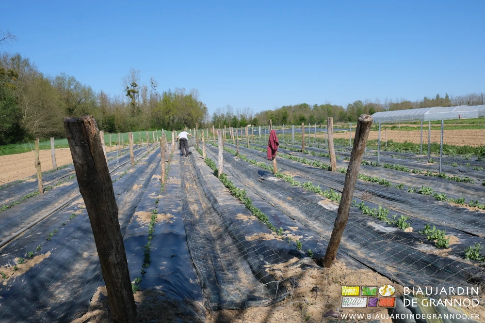 photo de Alice qui déroule un rouleau de grillage au sol entre 2 rangs de pois
