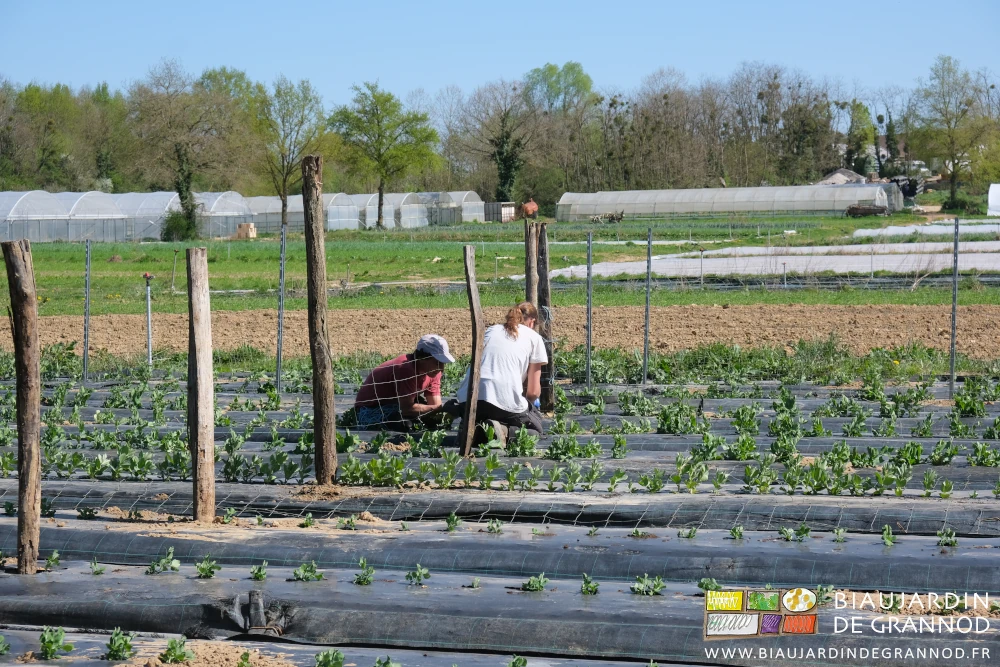photo de Vivien et Aline qui fixent le grillage aux piquets pour ramer les petits pois
