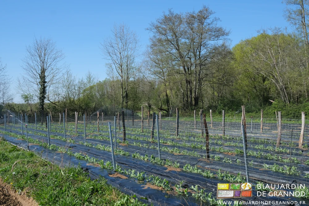 photo du carré de pois entièrement ramé en cours d'arrosage