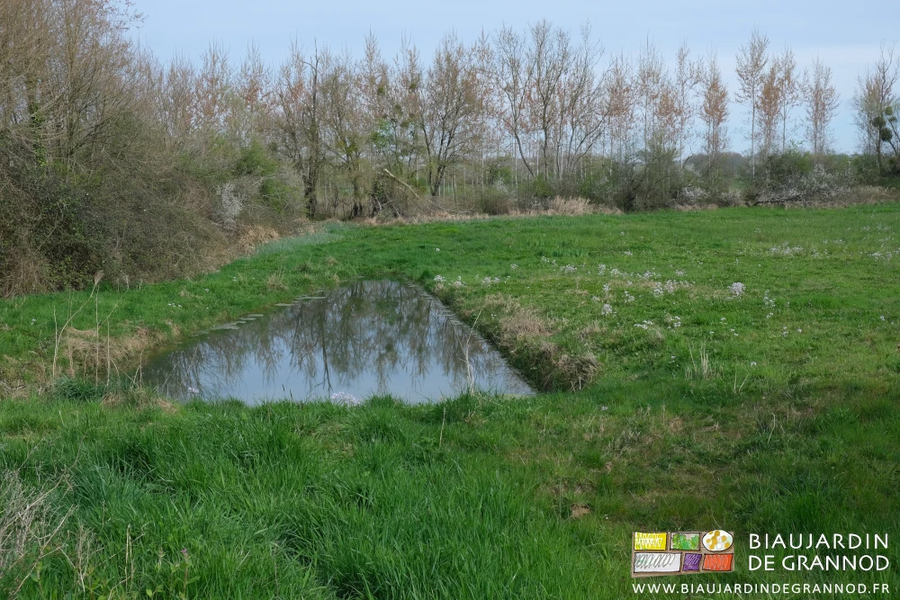 photo du bassin de rétention des eaux du drainage dans le pré inondable joignant les légumes