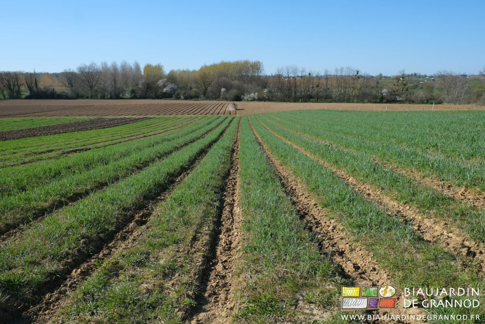 photo de la parcelle , les engrais verts dans le haut, le tracteur montant les planches du bas