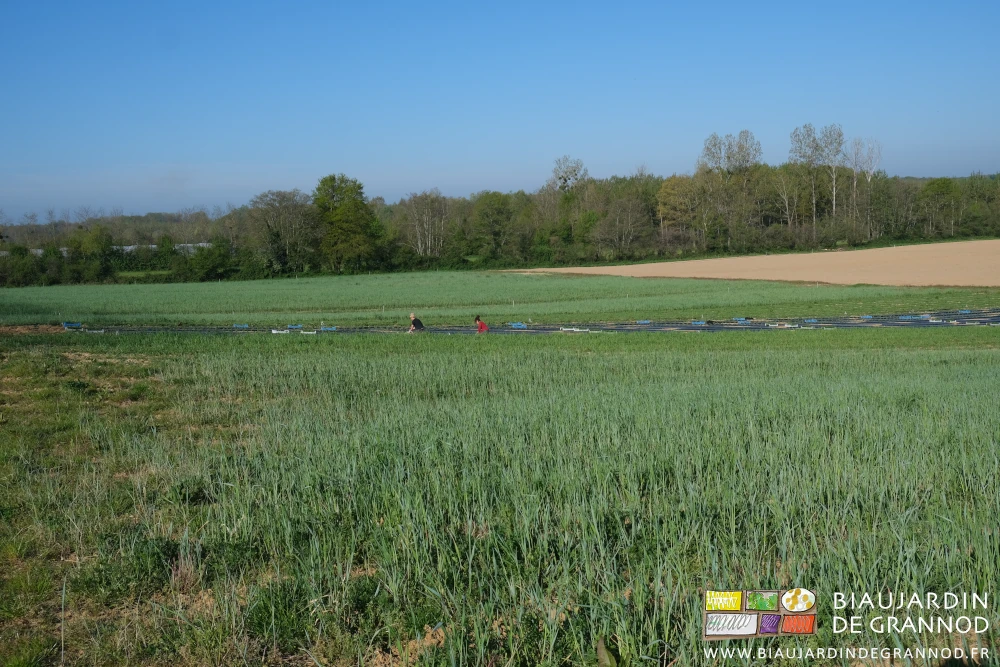 photo de la parcelle entourée de haies les planches bien couvertes d’engrais vert autour du céleri