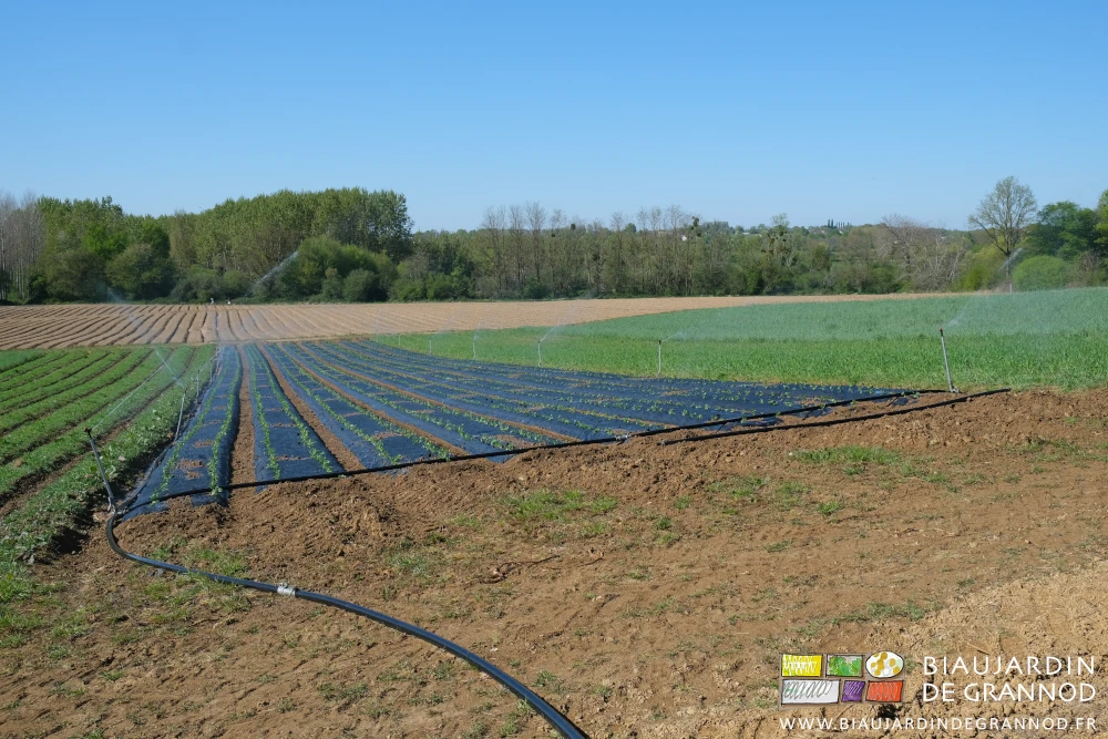 photo du carré de céleri en cours d'arrosage bas débit