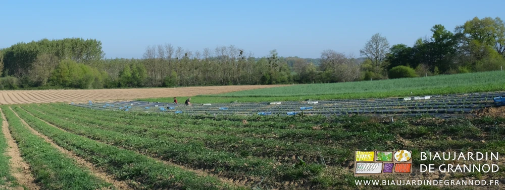 photo des caisses de mottes réparties dans le carré en cours de plantation