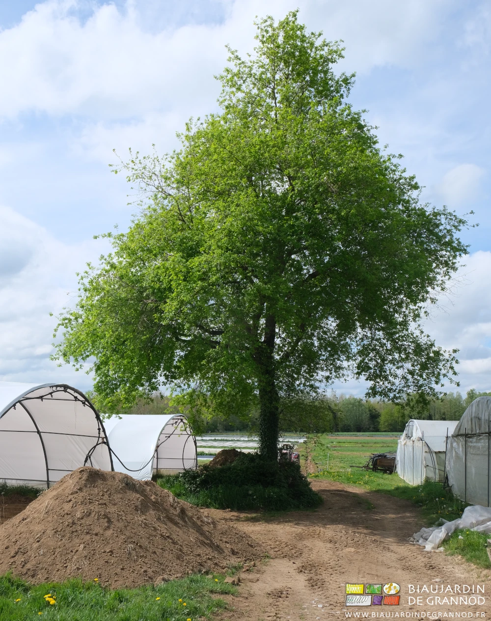 photo du chêne spontanément venu à côté de nos tunnels il y a 30 ans
