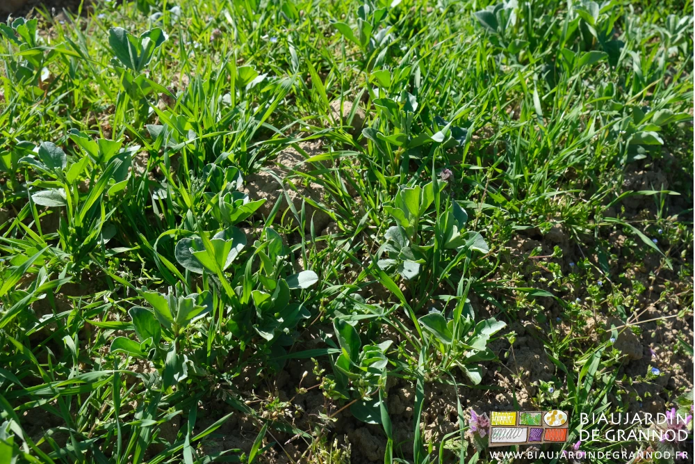 photo proche de la féverole en cours de développement dans du seigle