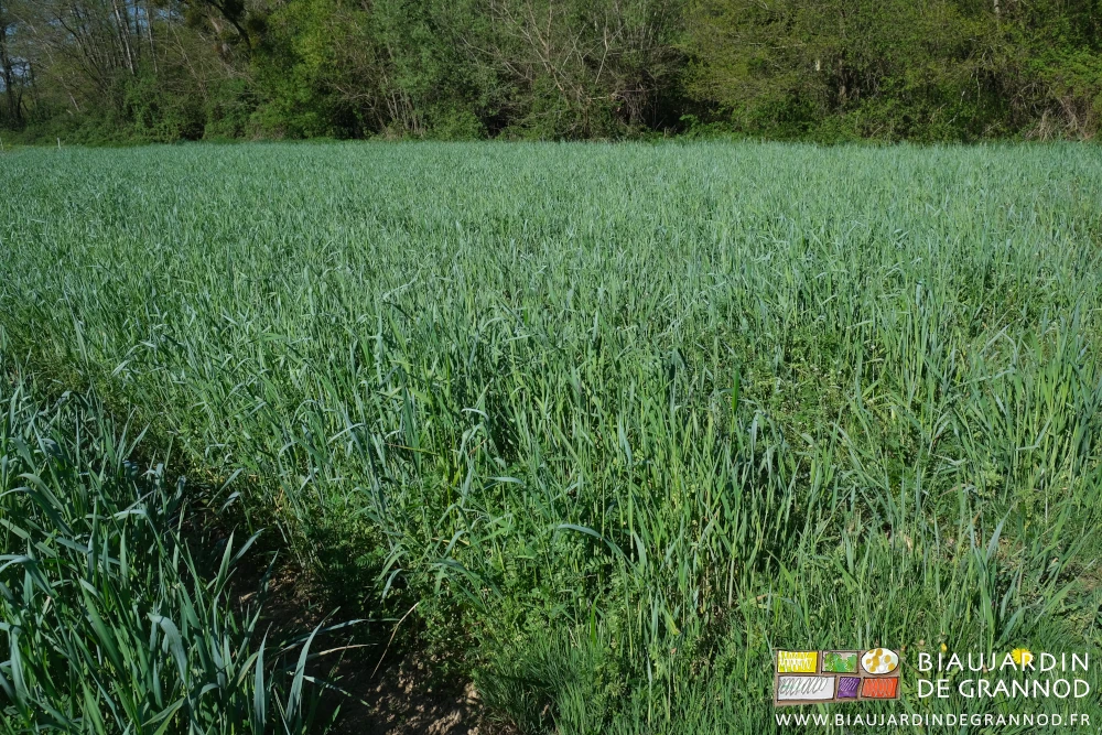 photo d'un carré de vesce dans du seigle de plus de 60 cm de haut