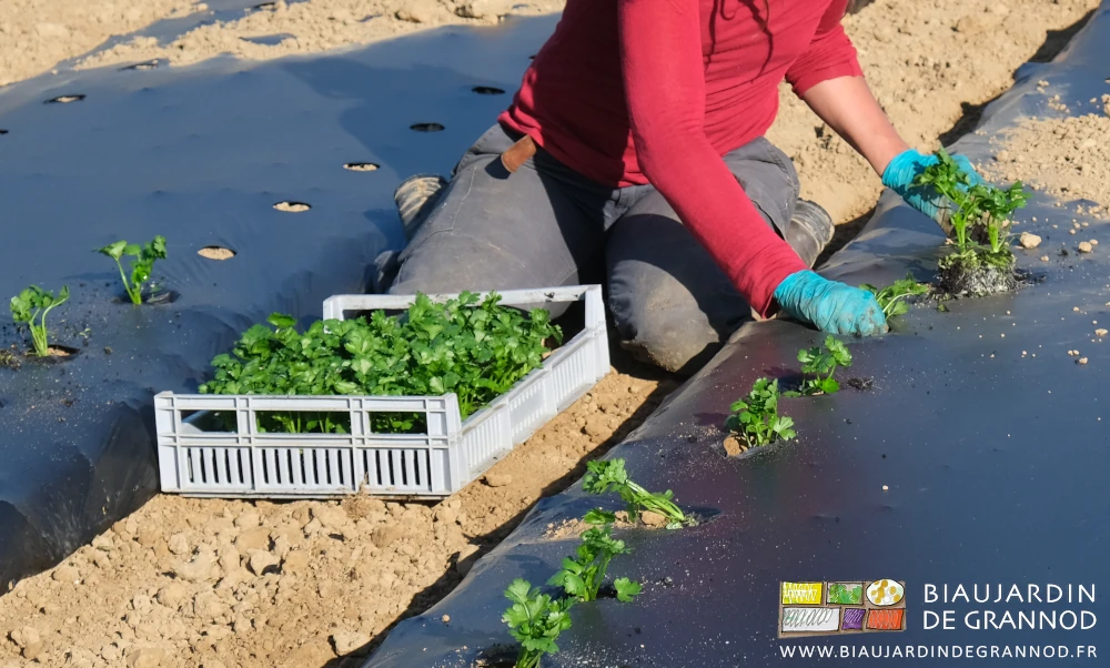 photo de la plantation à 2 mains la caisse de mottes dans l'allée