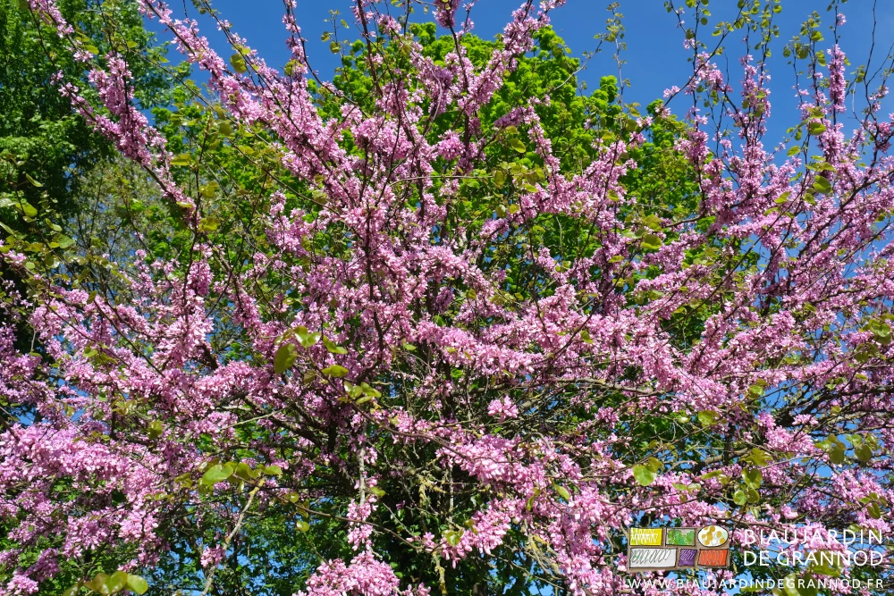 photo d'un Cercis couvert de ses fleurs roses mauves