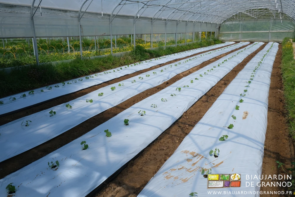 photo des concombres repiqués sur 4 planches filmées paillage blanc