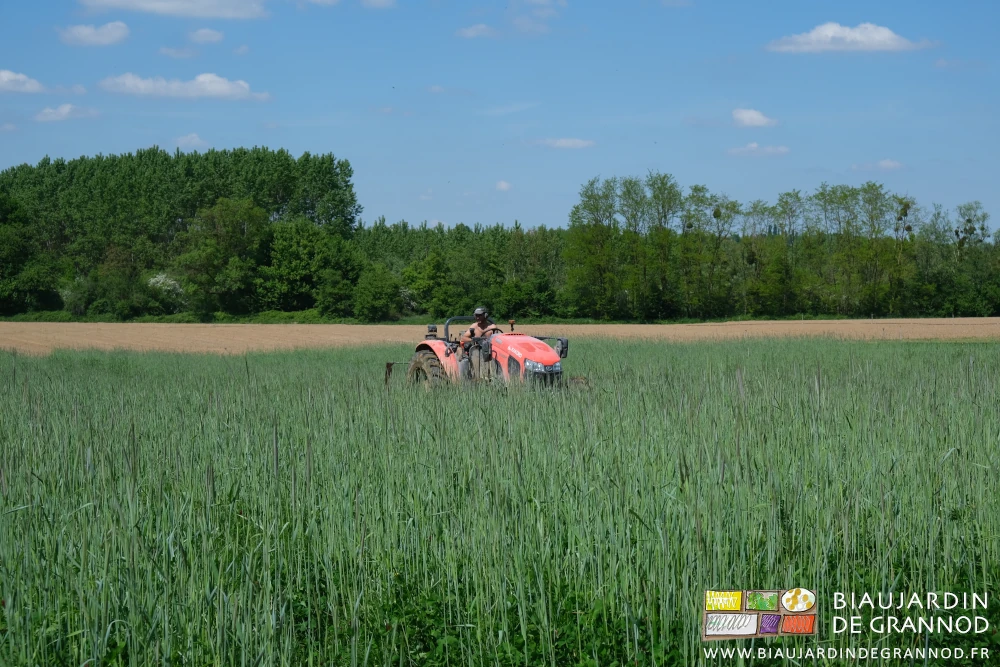 photo du tracteur à moitié caché par la pousse de l'engrais vert