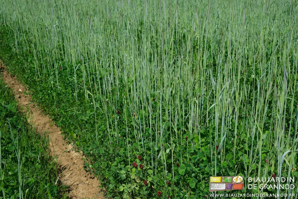 photo de trèfle incarnat dans le seigle