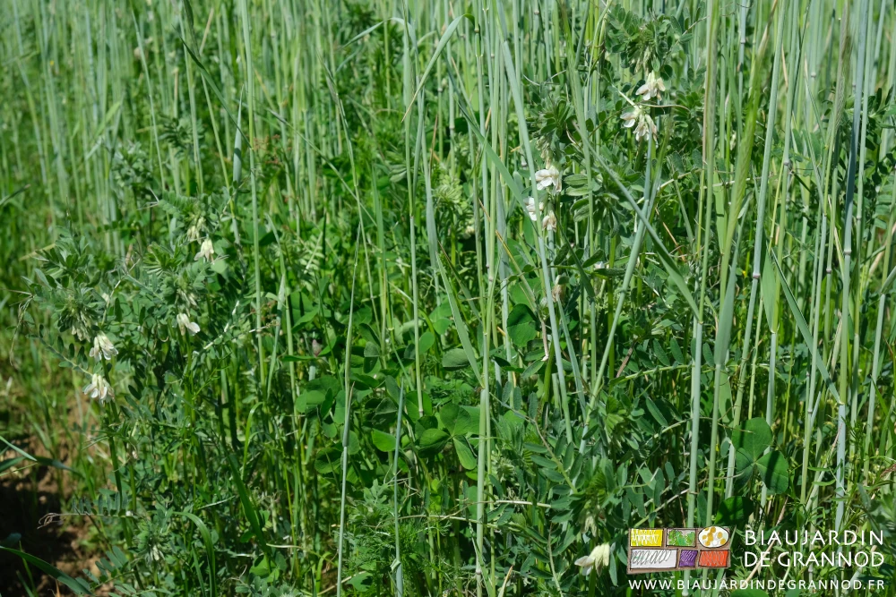 photo de fleurs blanches de vesce utilisant le seigle comme tuteur