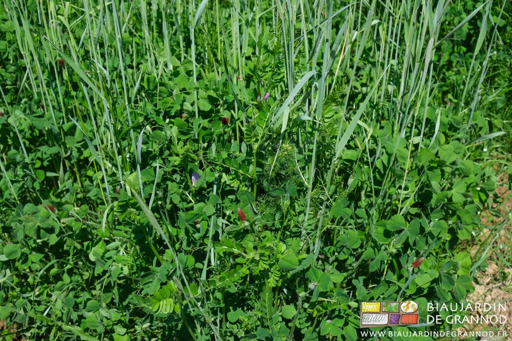 photo des fleurs vermillon de trèfle incarnat se développant sous les pailles du seigle