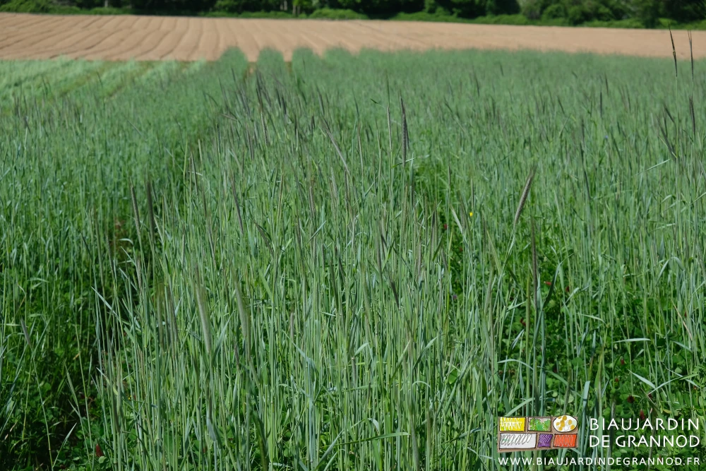photo du seigle haut dont les épis sont formés