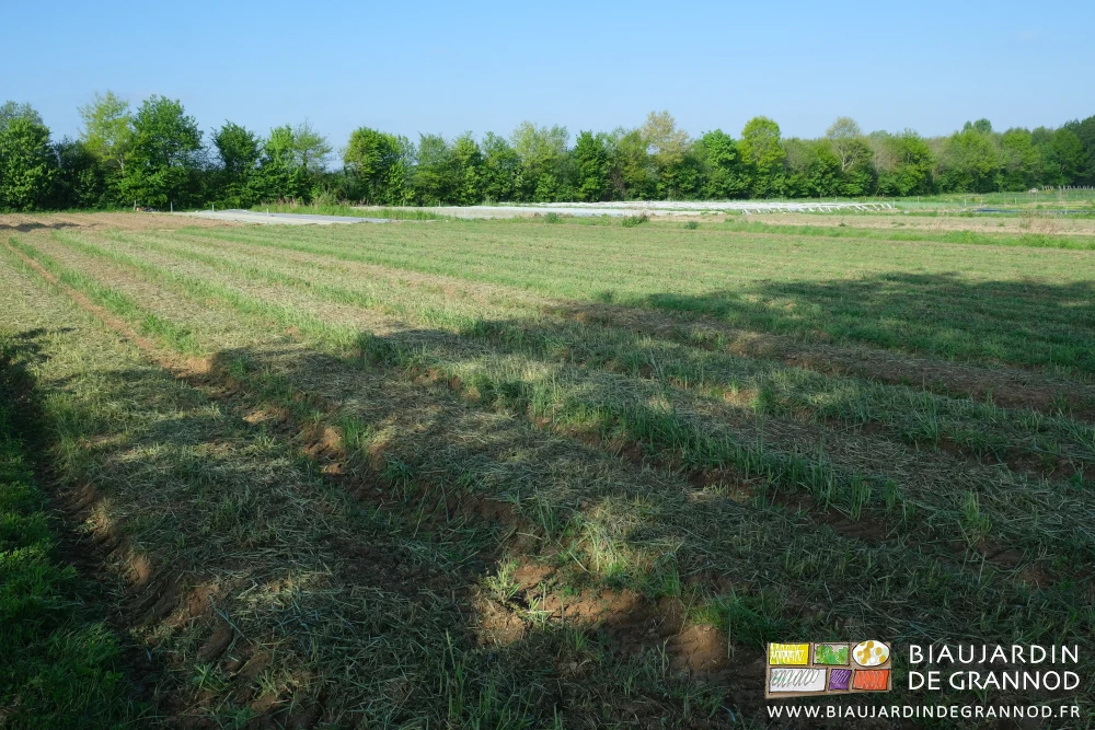 photo d'un carré d'engrais vert broyé avant travail du sol pour incorporation