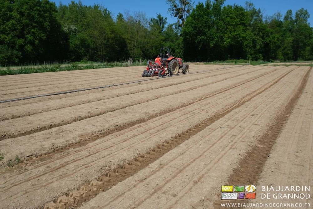 photo du tracteur semant les carottes pour la rentrée scolaire et le panais