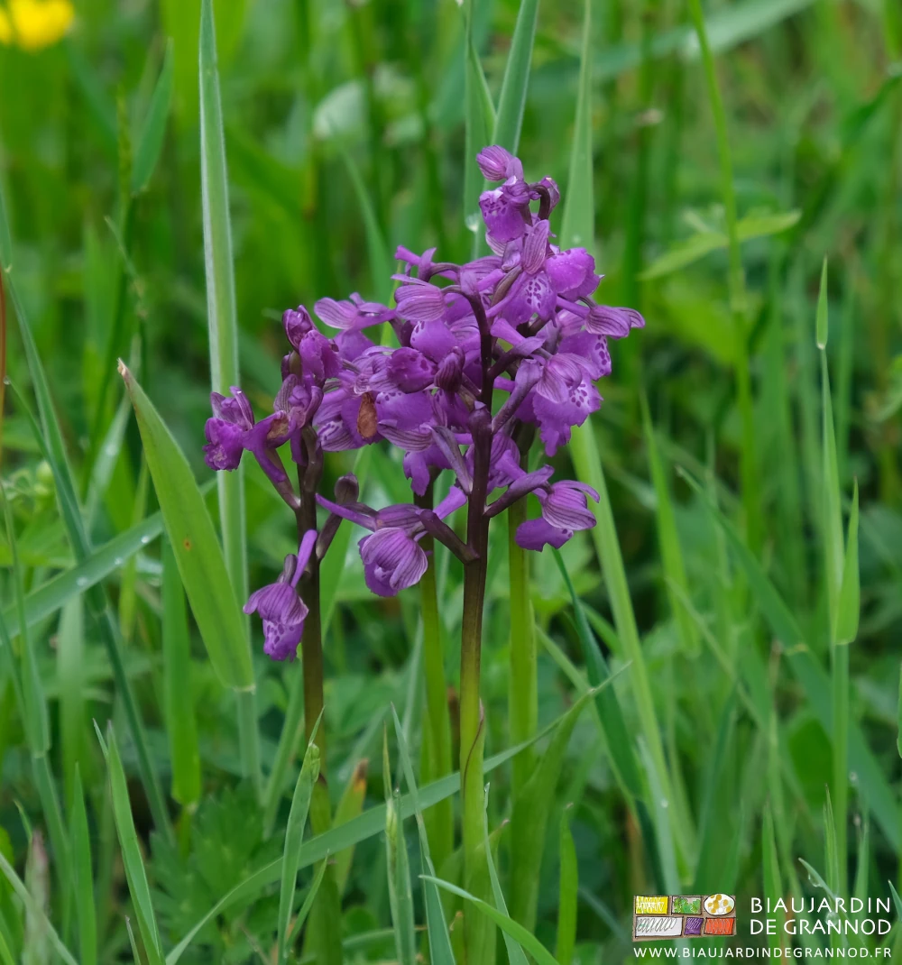 photo d'orchidée en floraison violet vif