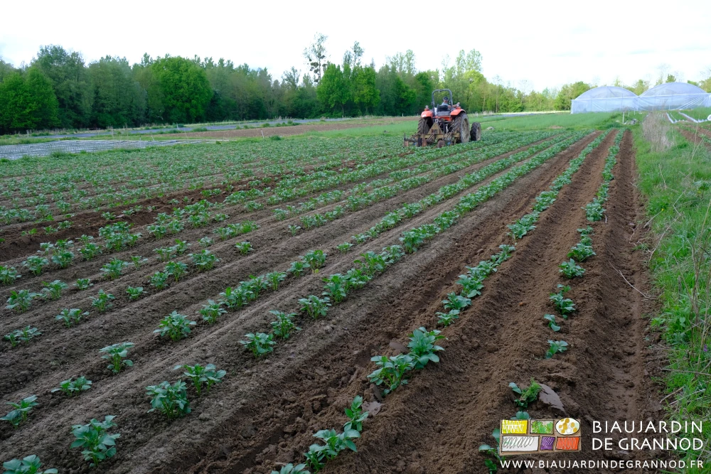 photo d'ensemble de la parcelle en cours de buttage au tracteur