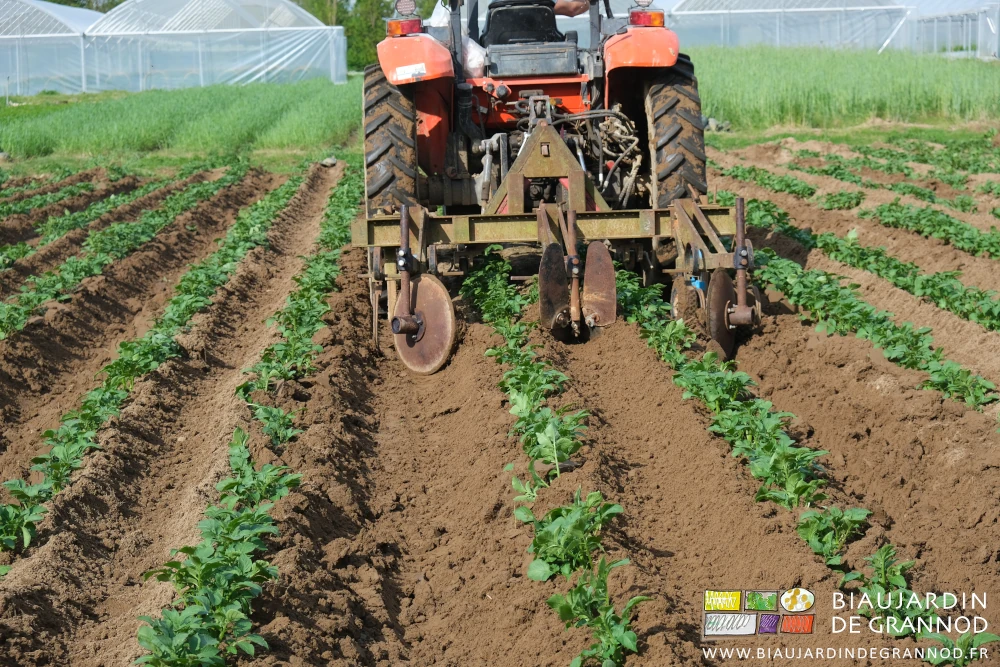 photo des disques latéraux et buttoir central au travail sur une planche de pomme de terre