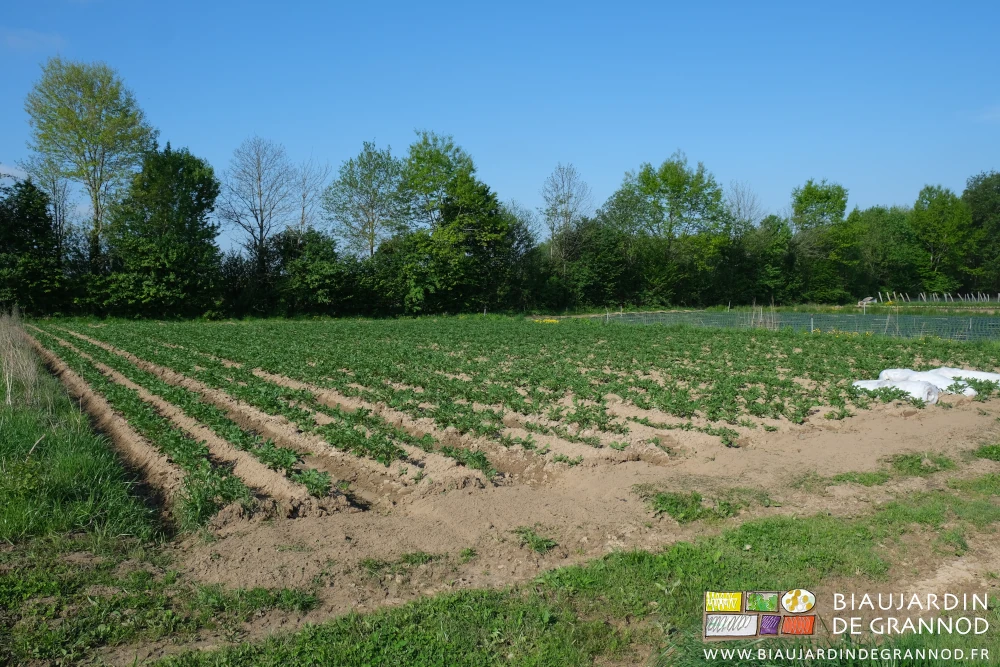 photo d'ensemble du carré de pomme de terre butté, sur fond de haie bocagère diversifiée