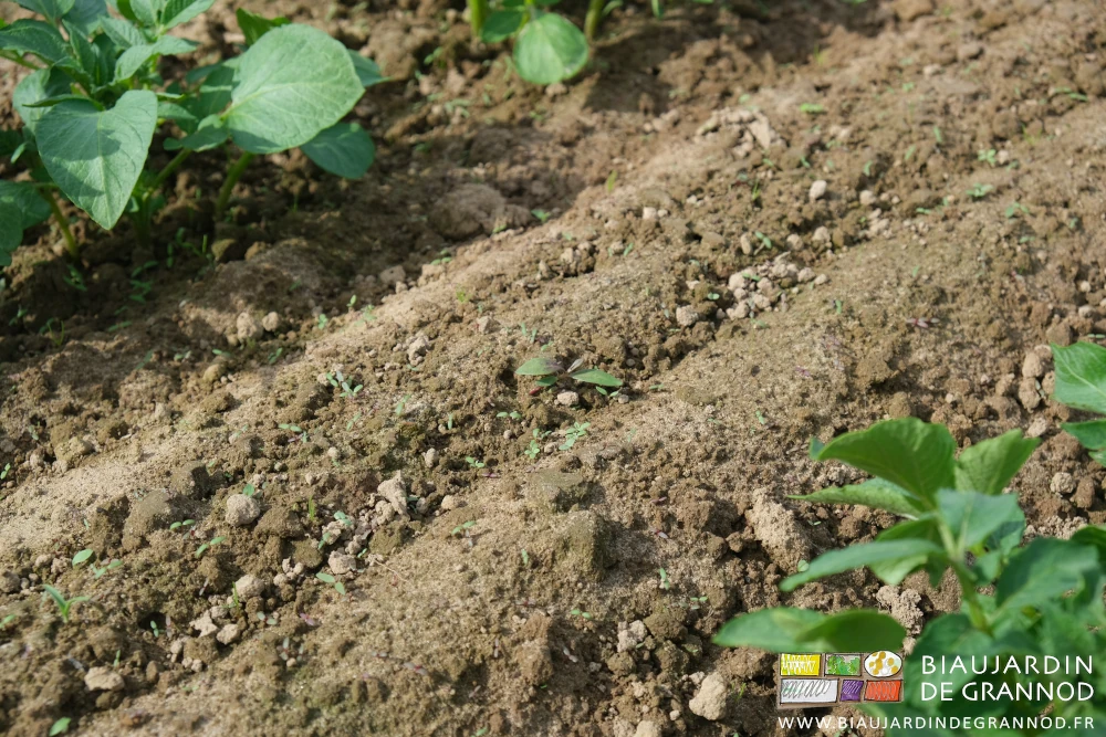 photo de jeunes adventices entre les rangs de pomme de terre de plein champ.