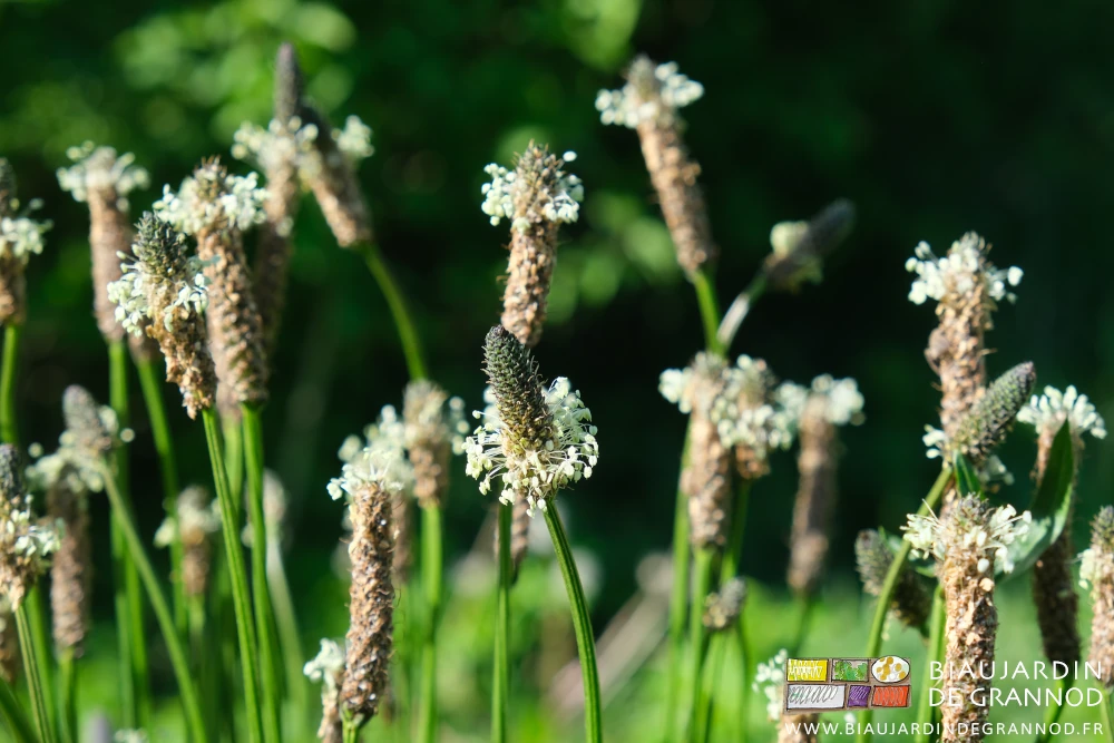 photo de Plantain lancéolé en début de floraison