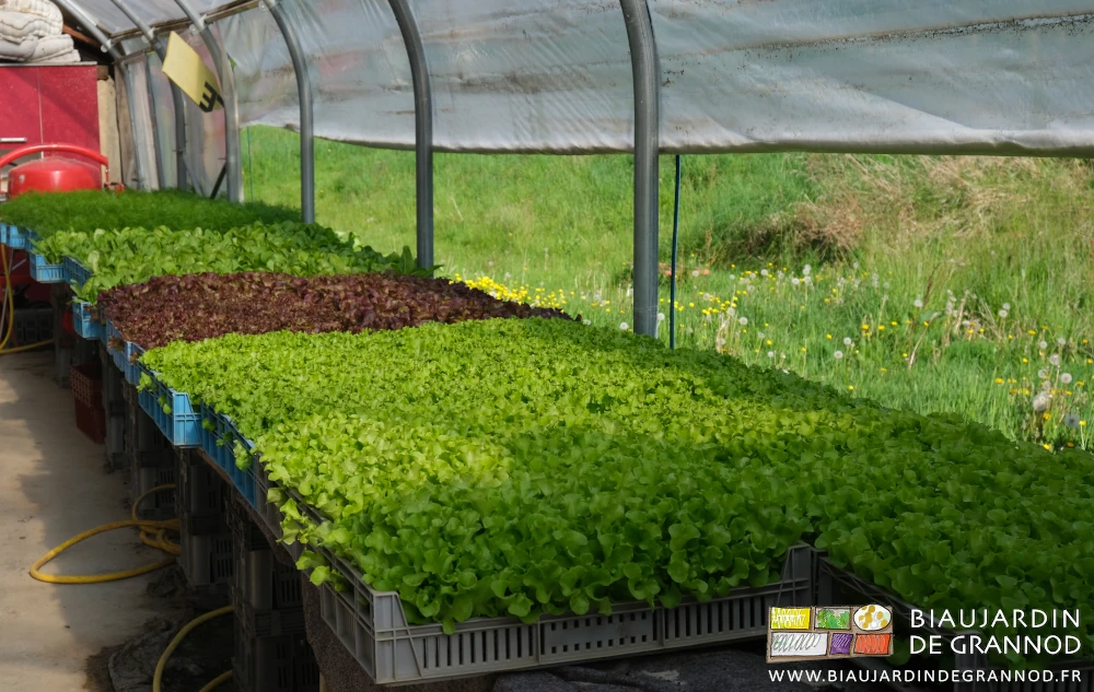 photo de salades ayant dépassé le stade optimal de développement pour repiquage