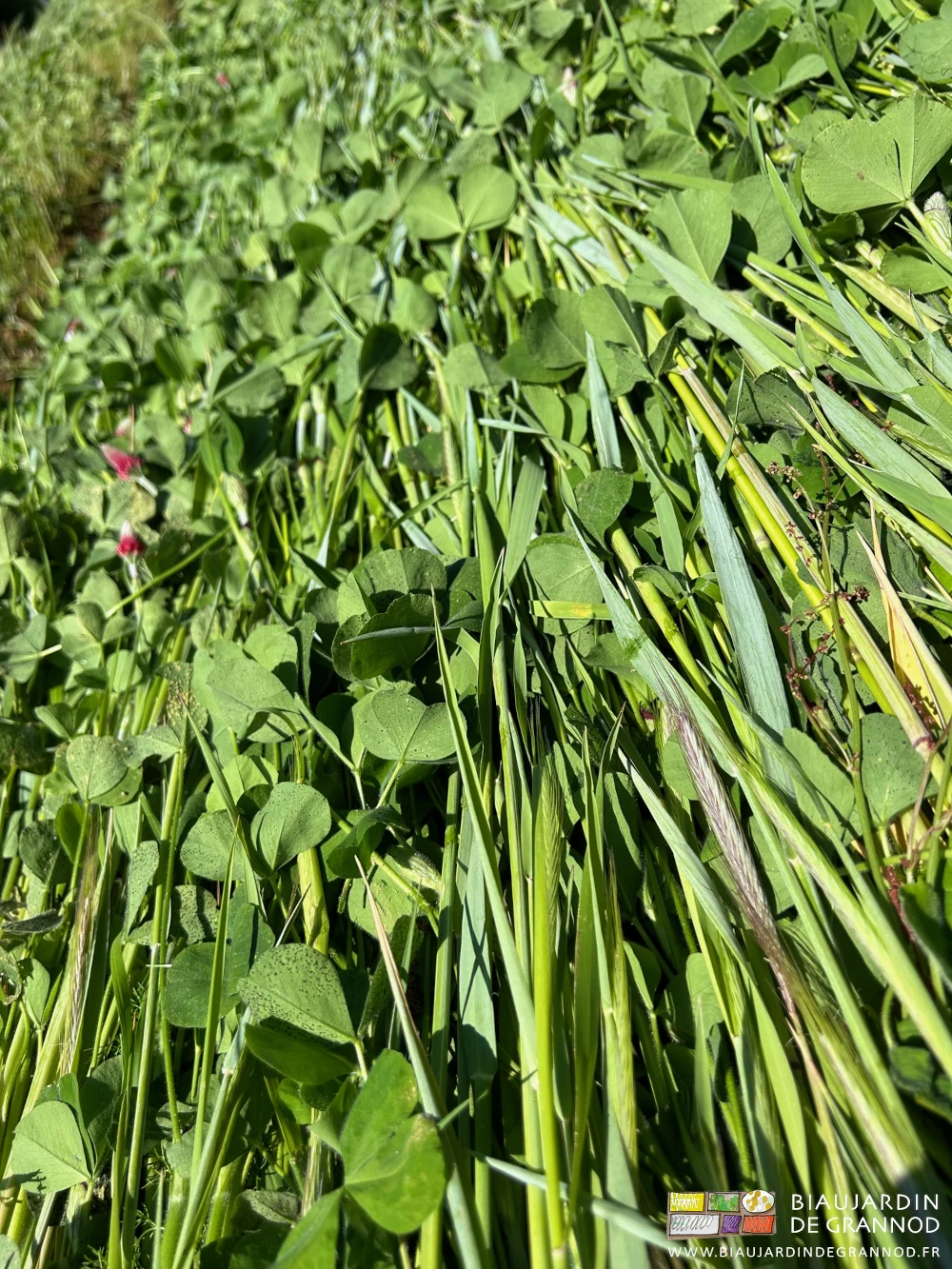 photo des végétaux couchés au sol, les tiges de seigle pliées