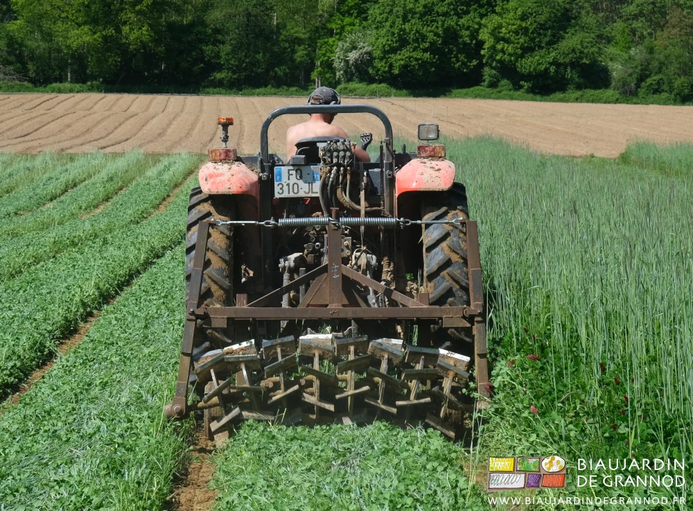 photo du roloflex couchant, pliant voire coupant les tiges des végétaux de la planche