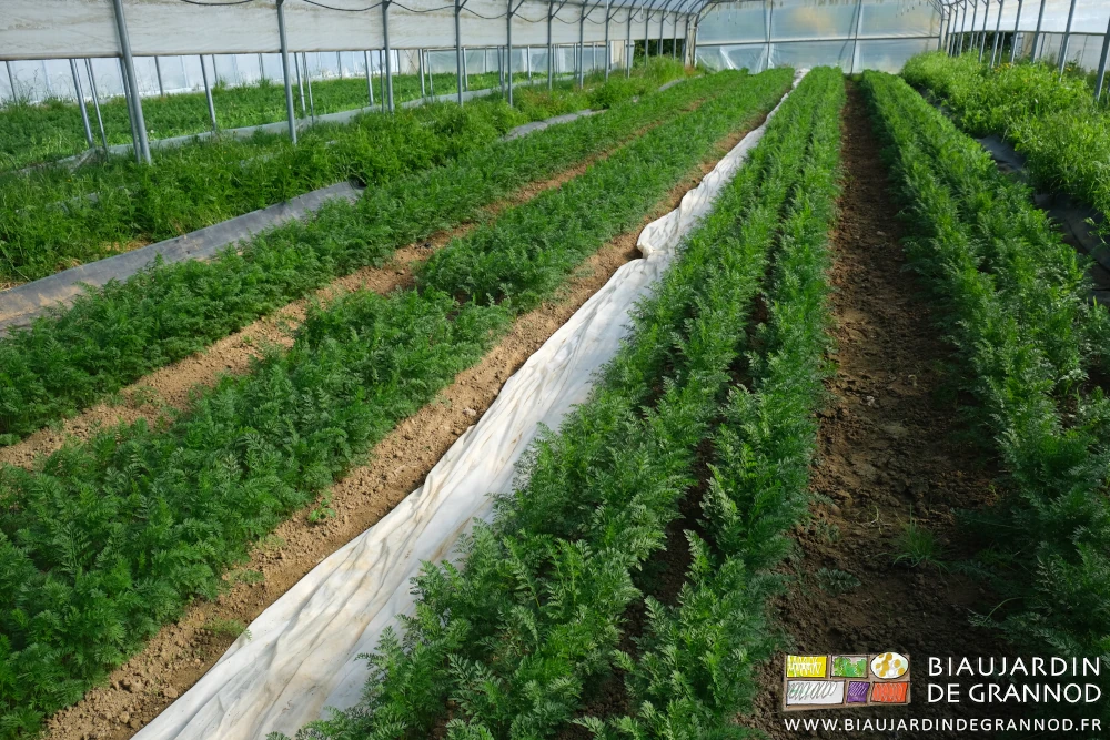 photo d'un tunnel de carotte pour la botte aux feuilles bien développées