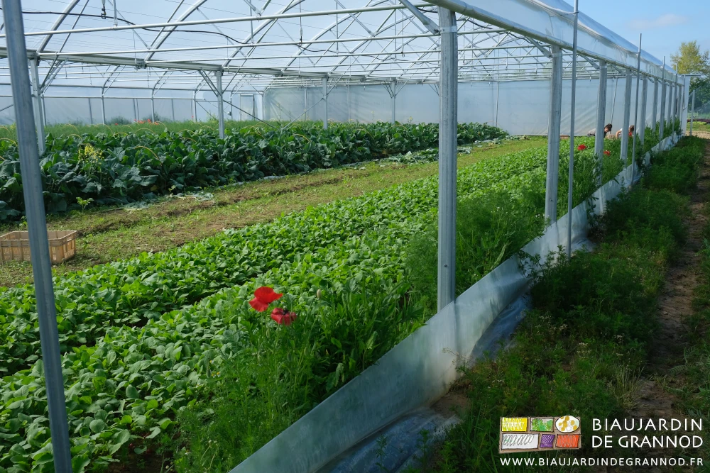 photo de bottelage de radis sous tunnel bordé de notamment coquelicot