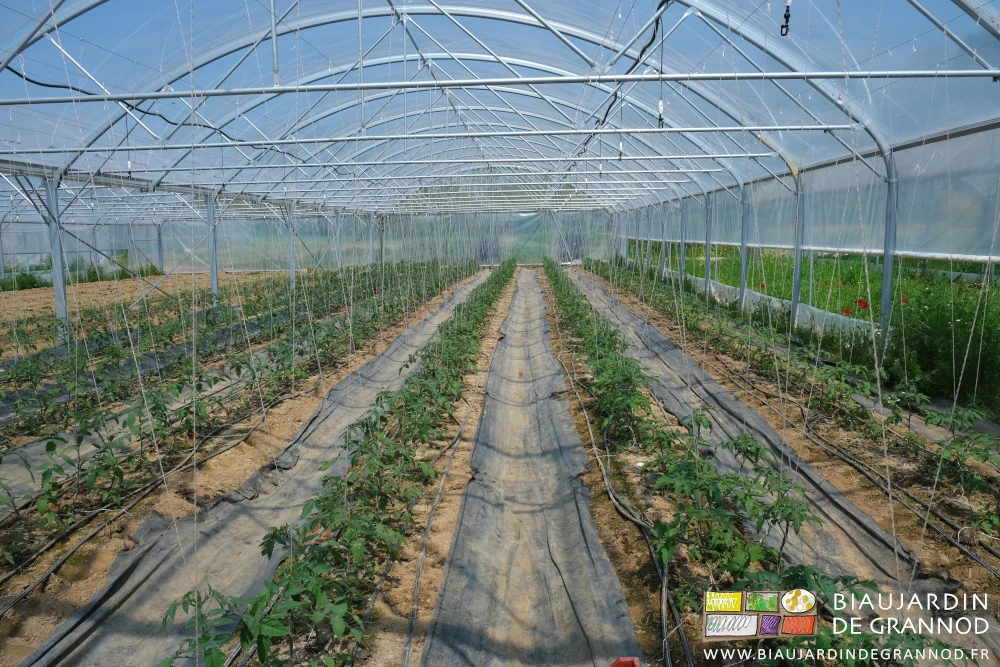 photo des tomates ramées au stade premier bouquet fleuri