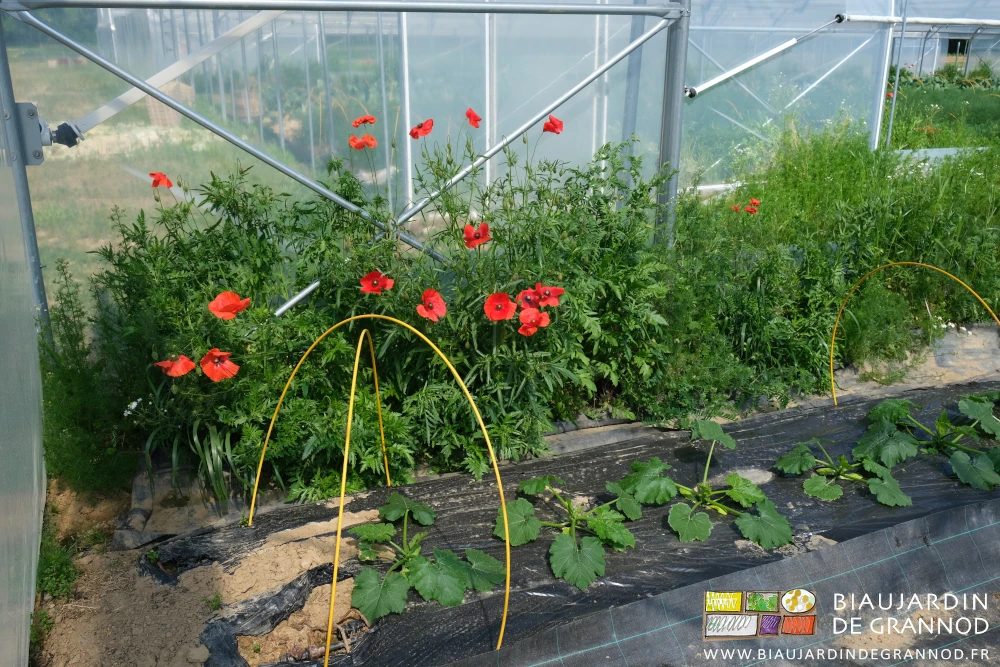 photo sous tunnel de courgette d'une bordure avec coquelicot en pmleine floraison