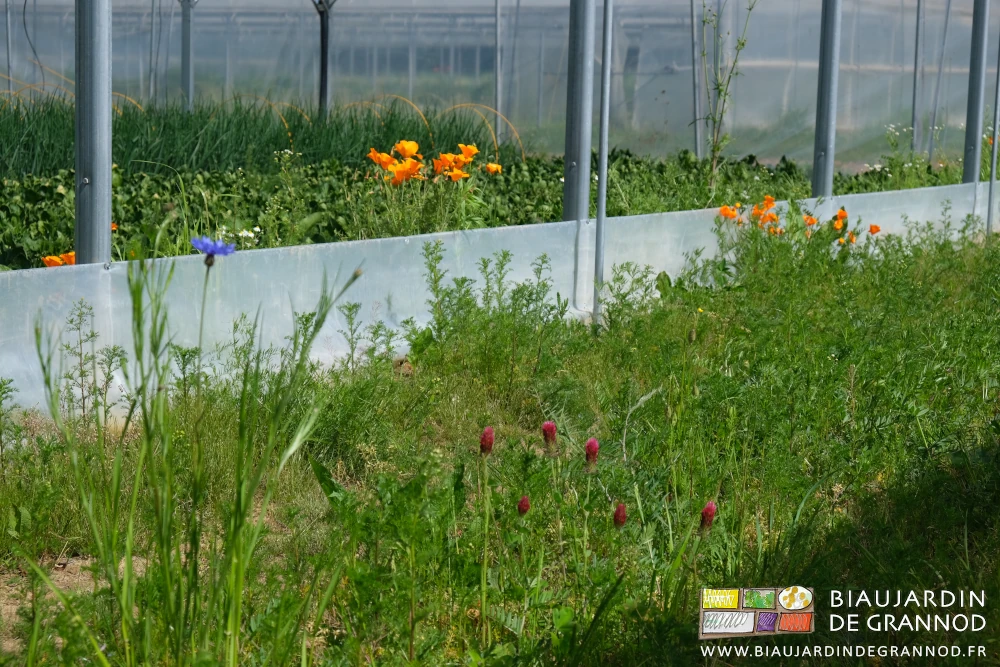 photo de principalement bleuet et trèfle incarnant en fleurs entre deux tunnels