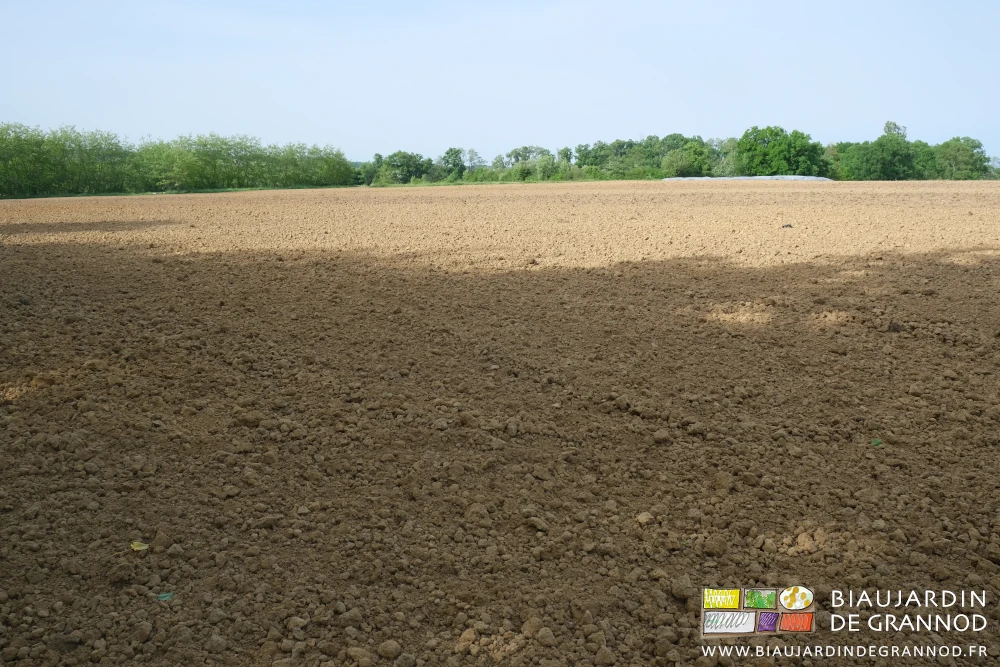 photo d'ensemble de la parcelle après passage de finition en surface au vibroculteur large à rouleau