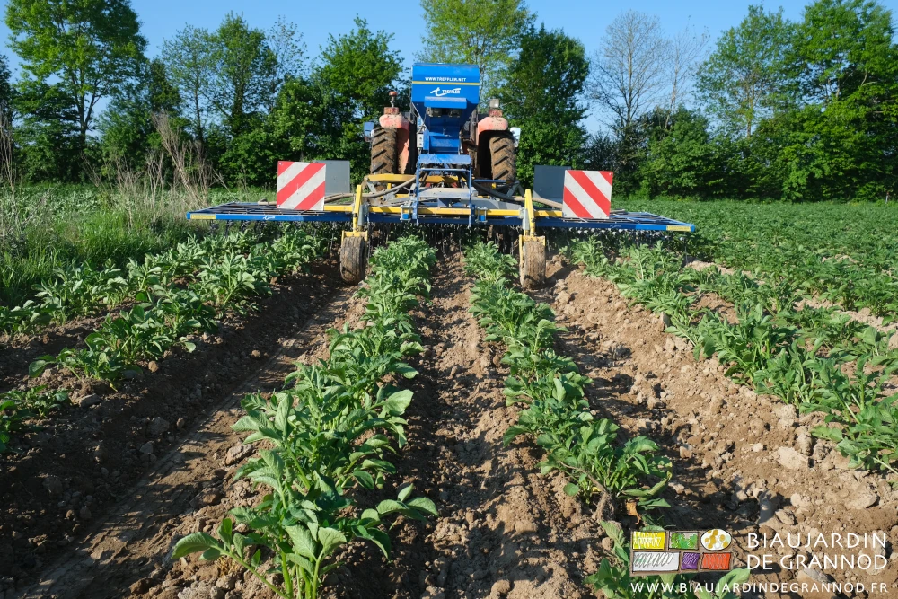 photo de la herse étrille qui bine en surface les petites adventices sur les pommes de terre butées