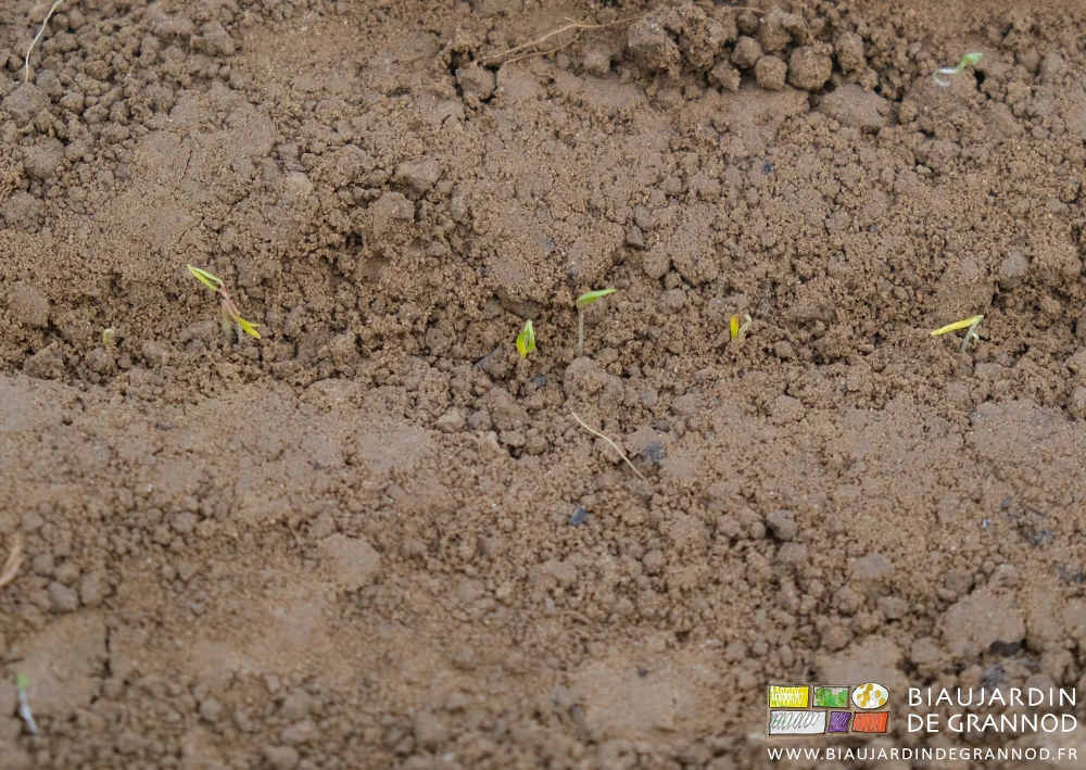 photo proche de plantules sortant légèrement de terre