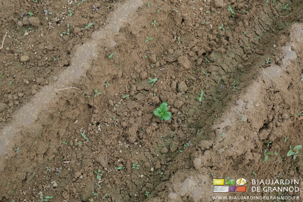 photo proche de tige et feuilles de pomme de terre sortie au milieu de levée d'adventices