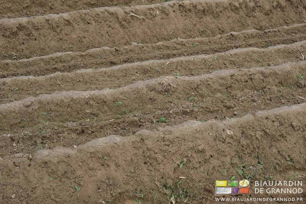 photo proche d'une planche où les plantules d'adventices commencent à s'installer