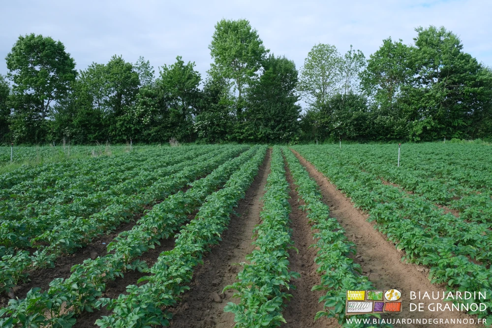 photo d'un carré de pomme de terre étrillé et après les dernières pluies
