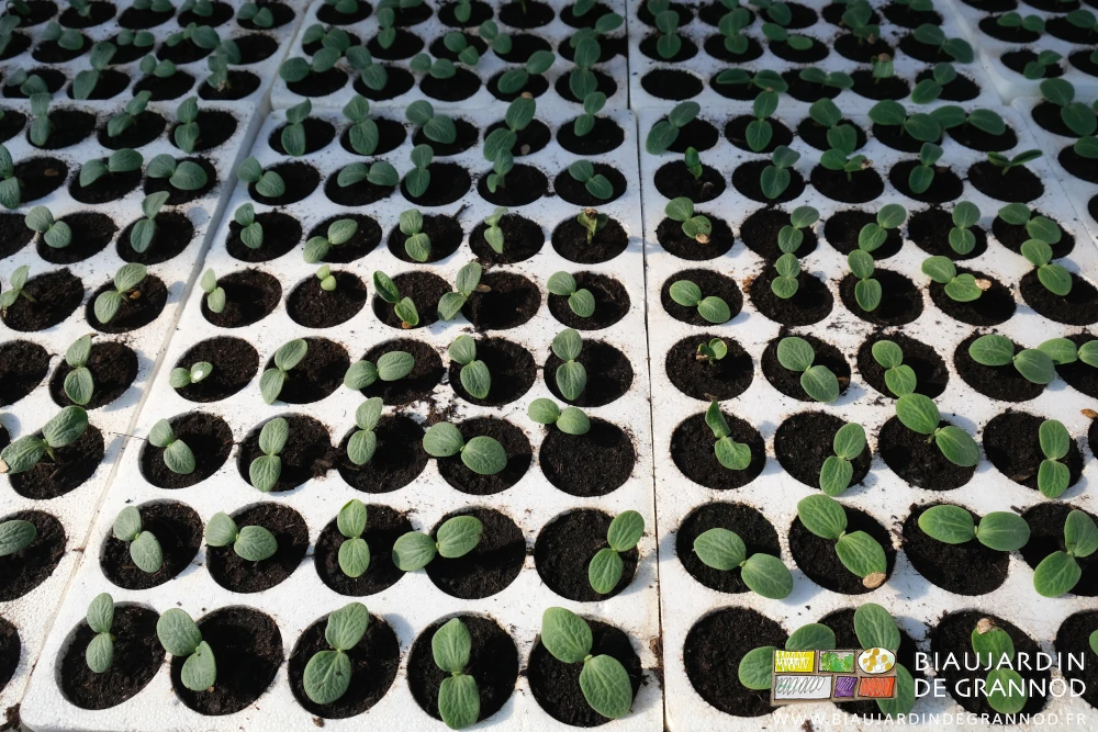 photo des plaques de mottes où s'étalent les cotylédons des courges