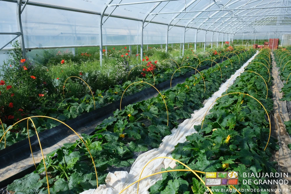 photo des planches de courgette longées d'une bordure de coquelicot