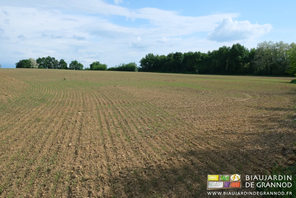 photo d'ensemble d'une parcelle couverte de seigle en cours de levée