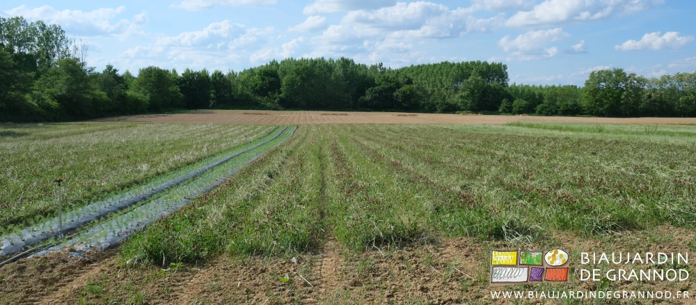photo de planches au seigle couché avec trèfle incarnat qui prend le dessus