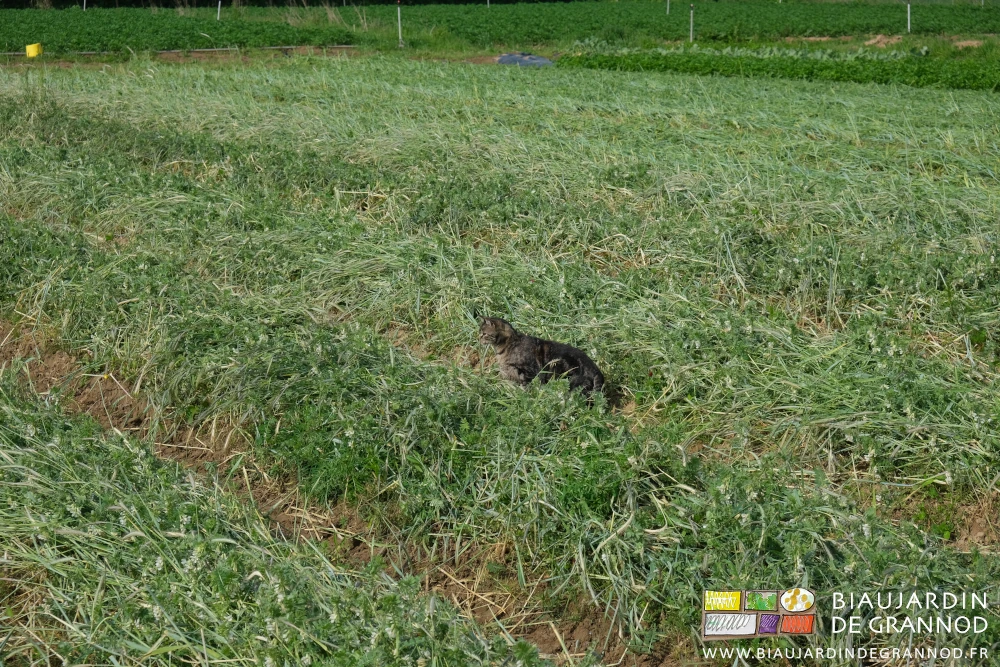 photo d'un des chats de la ferme guettant les rongeurs exposés à sa vue par le couchage des plantes