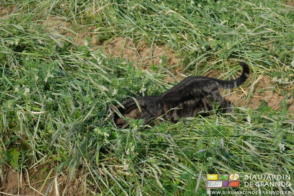 photo d'un chat de la ferme plongeant sur n rongeur
