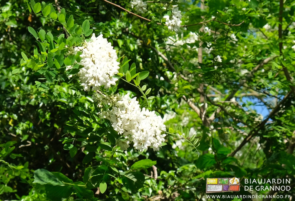photo proche de fleurs de Robinier faux acacia sur l'arbre