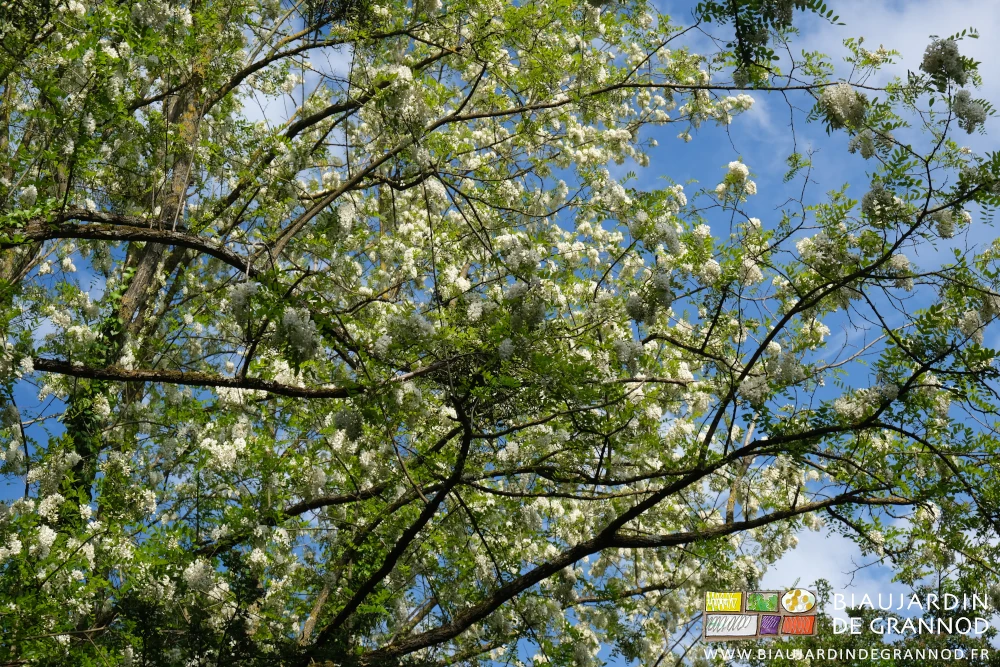 photo d'un de nos petits bois d'acacia sous ciel bleu