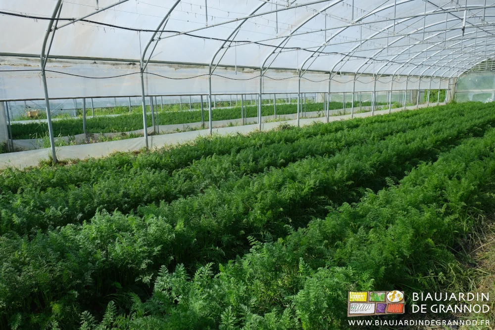 photo de tunnel de carotte au feuillage bien vert